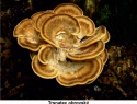 Trsnatec obrovský 07.jpg