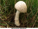Muchomůrka Vittadiniho 07.jpg