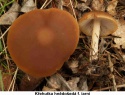 Křehutka hnědošedá 04.jpg