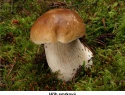 Hřib smrkový 07.jpg