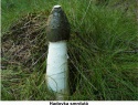 Hadovka smrdutá 07.jpg
