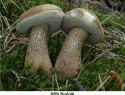 Hřib žlučník 07.jpg